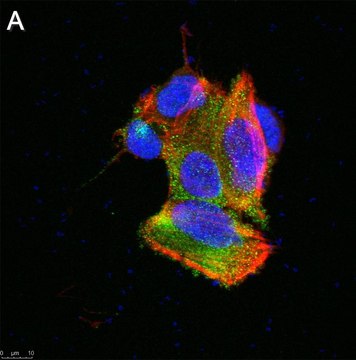 Anti-TRPA1 Antibody, clone 2N14 ZooMAb&#174; Rabbit Monoclonal recombinant, expressed in HEK 293 cells