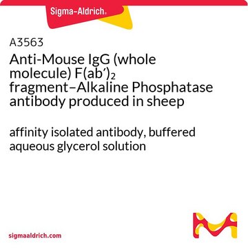 Anti-Mouse IgG (whole molecule) F(ab&#8242;)2 fragment–Alkaline Phosphatase antibody produced in sheep affinity isolated antibody, buffered aqueous glycerol solution