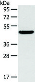 Anti-TM7SF2 affinity isolated antibody