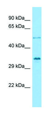 Anti-VGLL4 antibody produced in rabbit affinity isolated antibody