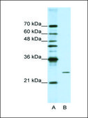 Anti-POP4 antibody produced in rabbit IgG fraction of antiserum