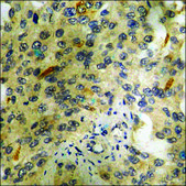 Anti-phospho-CREB (pSer121) antibody produced in rabbit affinity isolated antibody