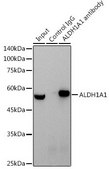 Anti-ALDH1A1 antibody produced in rabbit