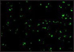 Anti-TIRP (ab1) antibody produced in rabbit affinity isolated antibody, buffered aqueous solution