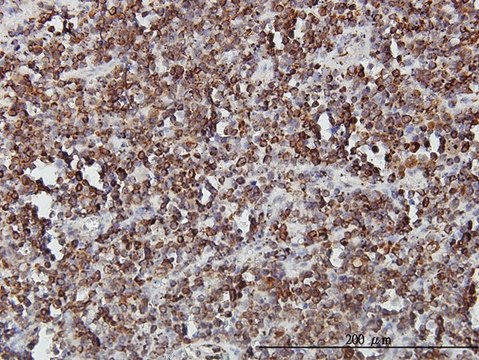 Monoclonal Anti-SLC44A2 antibody produced in mouse clone 3D11, purified immunoglobulin, buffered aqueous solution