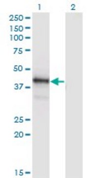 Monoclonal Anti-POU4F1 antibody produced in mouse clone 7B4, purified immunoglobulin, buffered aqueous solution