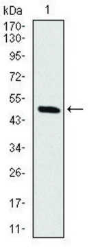 Monoclonal Anti-RAF1 antibody produced in mouse clone 4G4, purified immunoglobulin, buffered aqueous solution