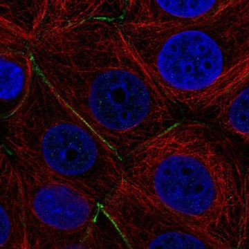 Anti-PTPRK antibody produced in rabbit Prestige Antibodies&#174; Powered by Atlas Antibodies, affinity isolated antibody