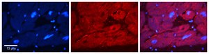 Anti-EWSR1 antibody produced in rabbit affinity isolated antibody