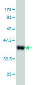 Monoclonal Anti-UBL3 antibody produced in mouse clone 3A8, purified immunoglobulin, buffered aqueous solution