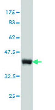 Monoclonal Anti-UBL3 antibody produced in mouse clone 3A8, purified immunoglobulin, buffered aqueous solution