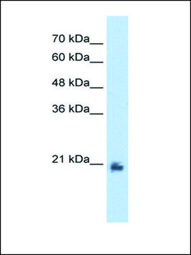 Anti-METTL7A antibody produced in rabbit IgG fraction of antiserum