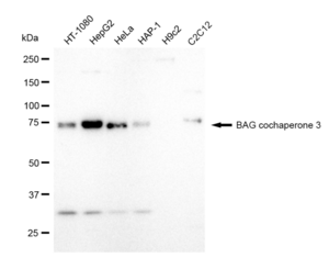 KD-Validated Anti BAG cochaperone 3 Antibody, clone 23GB1520, Rabbit Monoclonal clone 23GB1520, recombinant rabbit monoclonal, expressed in HEK293 cells