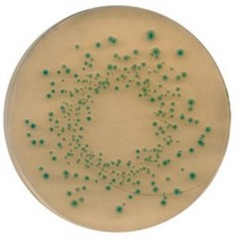 TBX Agar suitable for microbiology, NutriSelect&#174; Plus