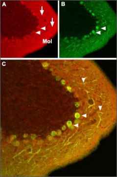 Anti-Calcium Channel (&#945;1C Subunit) (L-type of Voltage-gated Ca2+ Channel) antibody produced in rabbit affinity isolated antibody