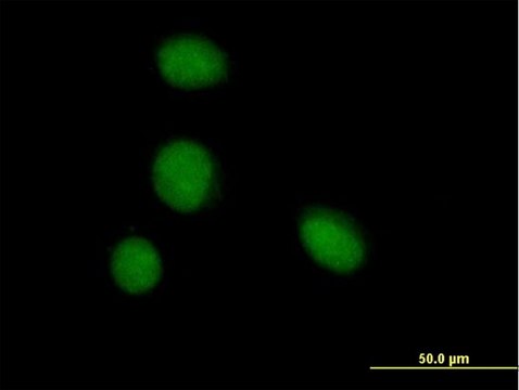 Anti-ZBTB6 antibody produced in mouse purified immunoglobulin, buffered aqueous solution