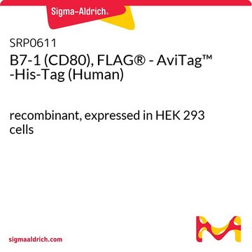 B7-1 (CD80), FLAG&#174; - AviTag&#8482; -His-Tag (Human) recombinant, expressed in HEK 293 cells