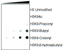 Anti-Crotonyl-Histone H3 (Lys9) antibody, Rabbit monoclonal recombinant, expressed in HEK 293 cells, clone RM339, purified immunoglobulin