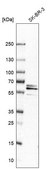Anti-CPNE3 antibody produced in rabbit affinity isolated antibody, buffered aqueous glycerol solution