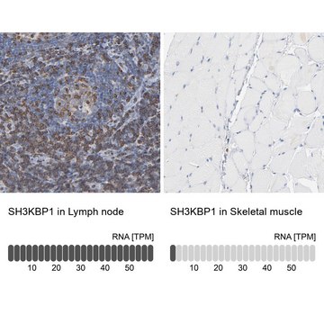 Anti-SH3KBP1 antibody produced in rabbit Ab1, Prestige Antibodies&#174; Powered by Atlas Antibodies, affinity isolated antibody, buffered aqueous glycerol solution