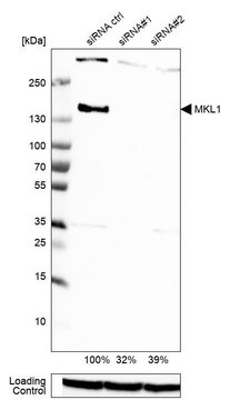 抗-MKL1 兔抗 Prestige Antibodies&#174; Powered by Atlas Antibodies, affinity isolated antibody, buffered aqueous glycerol solution