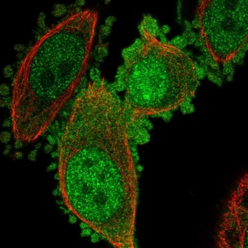 Anti-C19orf33 antibody produced in rabbit Prestige Antibodies&#174; Powered by Atlas Antibodies, affinity isolated antibody