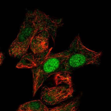 Anti-MIXL1 antibody produced in rabbit Prestige Antibodies&#174; Powered by Atlas Antibodies, affinity isolated antibody