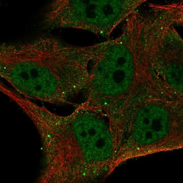 Anti-FBXO16 antibody produced in rabbit Prestige Antibodies&#174; Powered by Atlas Antibodies, affinity isolated antibody