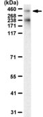 Anti-RanBP2 Antibody, clone 1B8 ZooMAb® Rabbit Monoclonal recombinant, expressed in HEK 293 cells