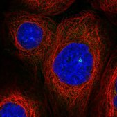 Anti-ASAP1 antibody produced in rabbit Prestige Antibodies® Powered by Atlas Antibodies, affinity isolated antibody, buffered aqueous glycerol solution