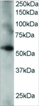 Anti-Coronin 3/Coronin 1C antibody produced in goat affinity isolated antibody, buffered aqueous solution