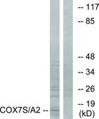 Anti-COX7S antibody produced in rabbit affinity isolated antibody