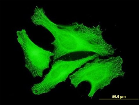 Monoclonal Anti-TUBA1 antibody produced in mouse clone 1E11, purified immunoglobulin, buffered aqueous solution