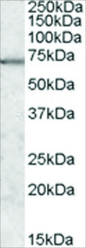 Anti-MARK2/PAR-1 antibody produced in goat affinity isolated antibody, buffered aqueous solution