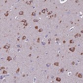 Anti-FAM173A antibody produced in rabbit Prestige Antibodies® Powered by Atlas Antibodies, affinity isolated antibody, buffered aqueous glycerol solution