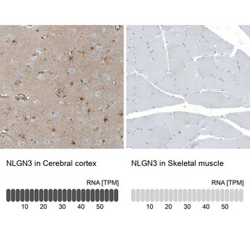 抗-NLGN3 兔抗 Prestige Antibodies&#174; Powered by Atlas Antibodies, affinity isolated antibody, buffered aqueous glycerol solution