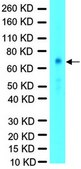 Anti-FOXO4 Antibody from rabbit, purified by affinity chromatography
