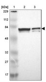 Anti-MYEF2 antibody produced in rabbit Prestige Antibodies® Powered by Atlas Antibodies, affinity isolated antibody, buffered aqueous glycerol solution