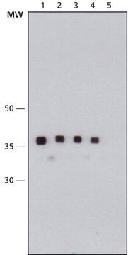 Monoclonal Anti-Maltose Binding Protein antibody produced in mouse clone MBP-17, purified immunoglobulin, buffered aqueous solution