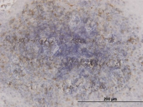 Monoclonal Anti-GSK3B antibody produced in mouse clone 1H3, purified immunoglobulin, buffered aqueous solution