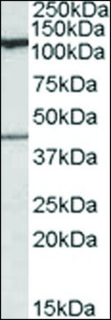 Anti-COG1 antibody produced in goat affinity isolated antibody, buffered aqueous solution