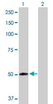 Anti-FMO2 antibody produced in rabbit purified immunoglobulin, buffered aqueous solution