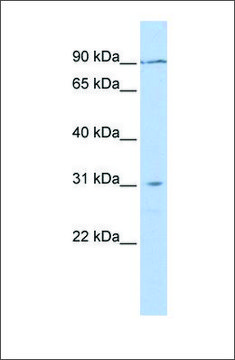 Anti-TMEM146 antibody produced in rabbit affinity isolated antibody