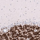 Monoclonal Anti-RBFOX3 antibody produced in mouse Prestige Antibodies® Powered by Atlas Antibodies, clone CL11892, purified immunoglobulin, buffered aqueous glycerol solution