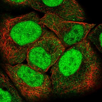 Anti-PMS2 antibody produced in rabbit Prestige Antibodies&#174; Powered by Atlas Antibodies, affinity isolated antibody