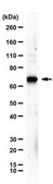 Anti-PHF1 from rabbit, purified by affinity chromatography