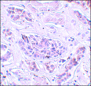 Anti-ATG3 antibody produced in rabbit affinity isolated antibody, buffered aqueous solution