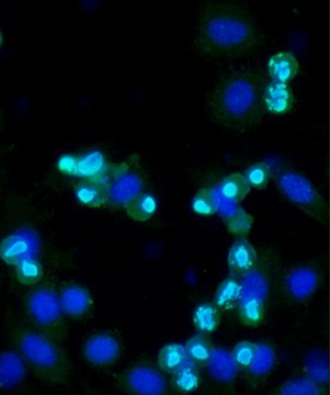 Anti-phospho-Histone H3 (pSer10) antibody produced in rabbit IgG fraction of antiserum, buffered aqueous solution