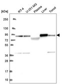 Anti-NDUFS1 antibody produced in rabbit Prestige Antibodies® Powered by Atlas Antibodies, affinity isolated antibody
