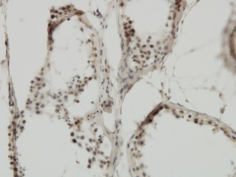 Monoclonal Anti-TRIM24 antibody produced in mouse clone 2F2, purified immunoglobulin, buffered aqueous solution